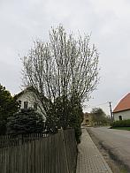 Třibřichy