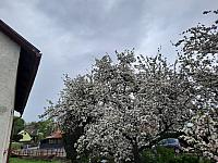 Olešná