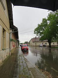 Třibřichy