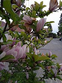 Lukovany