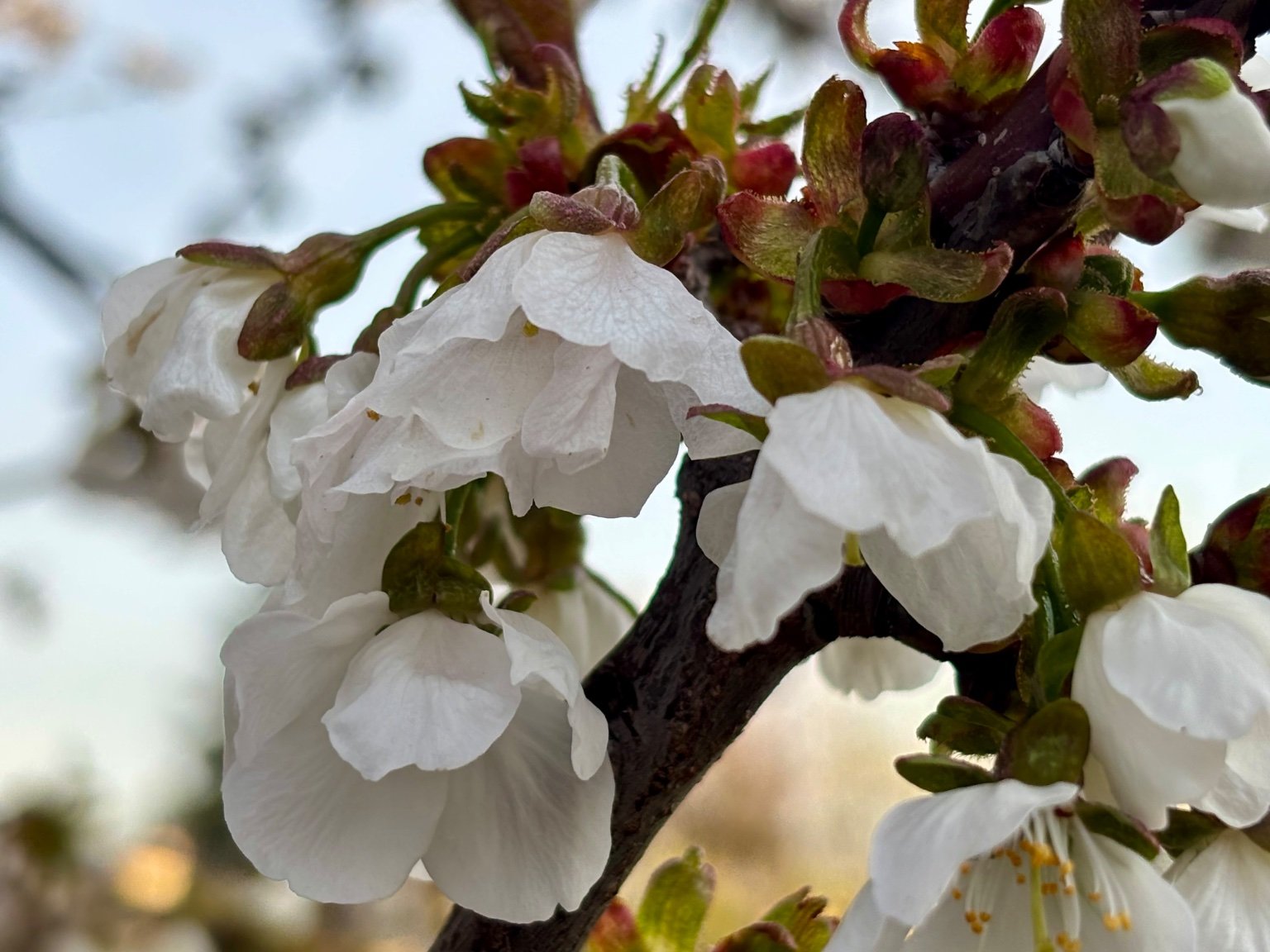 Hrnčiarovce nad Parnou