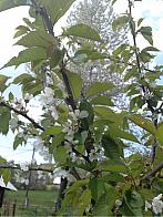 Horní Bečva - Opálený