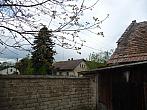 Třibřichy