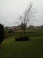 Skalité