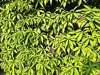 Dobrá u Frýdku-Místku