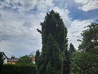 Olešná