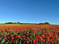 image_1014639.jpg