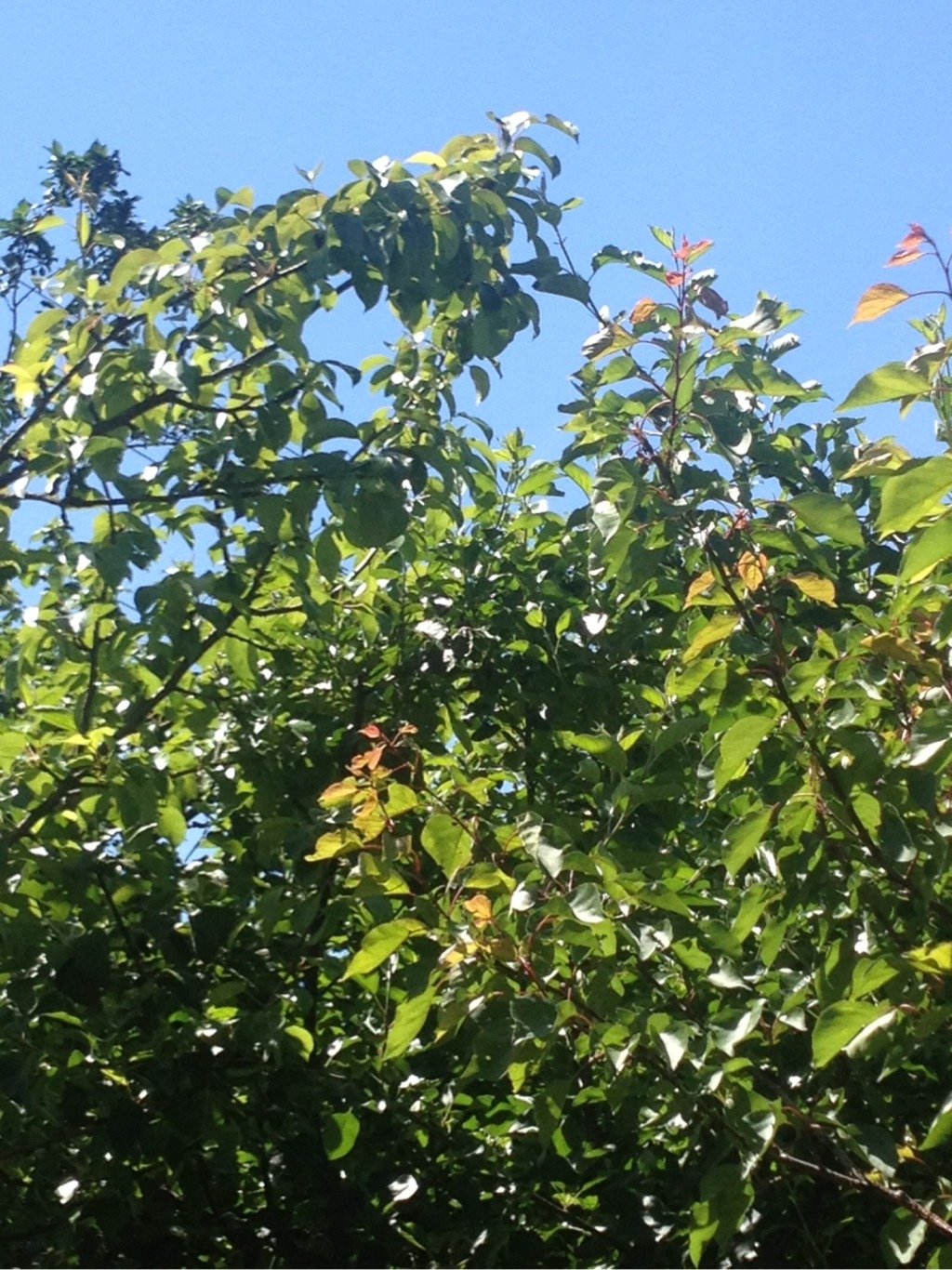 Horní Bečva - Opálený