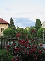 Třibřichy