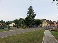 Třibřichy