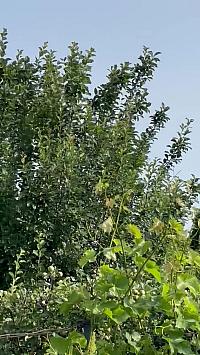 Hrnčiarovce nad Parnou