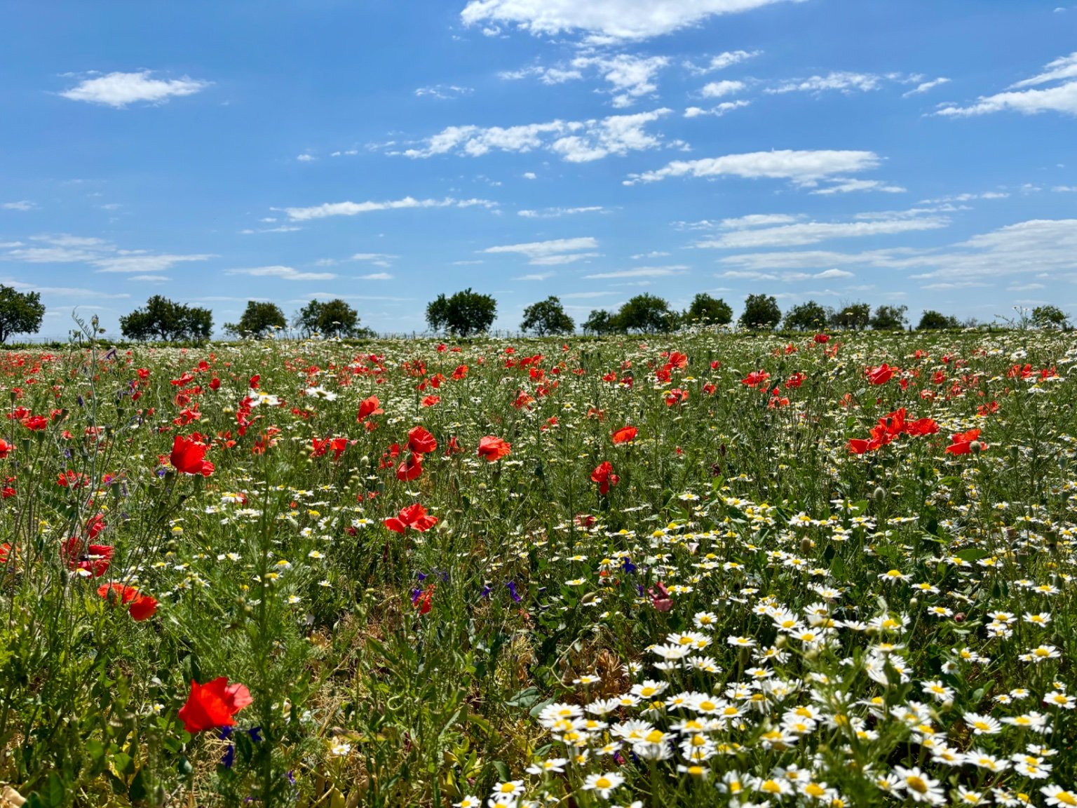 Hrnčiarovce nad Parnou