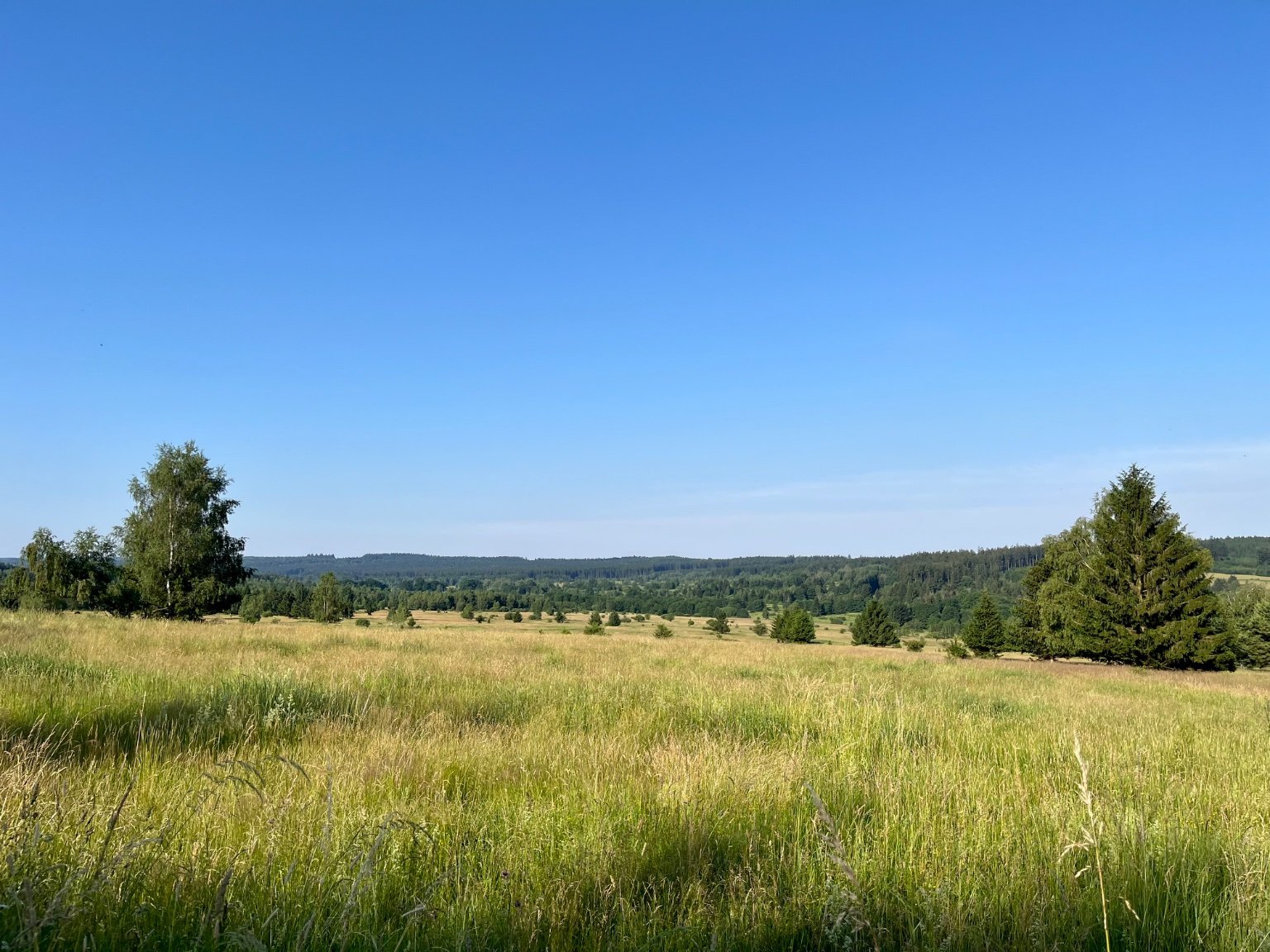 Padrť