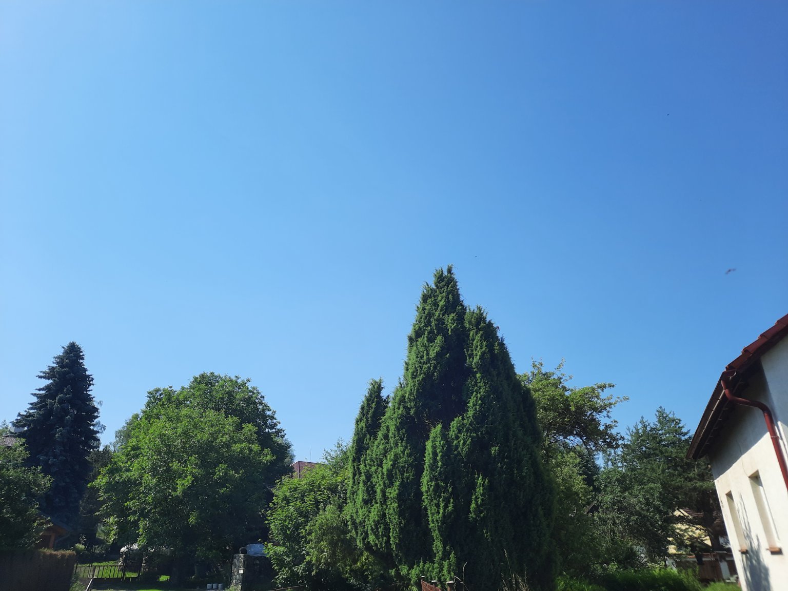 Olešná