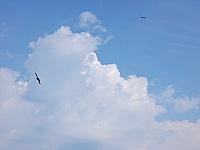 image_1020647.jpg