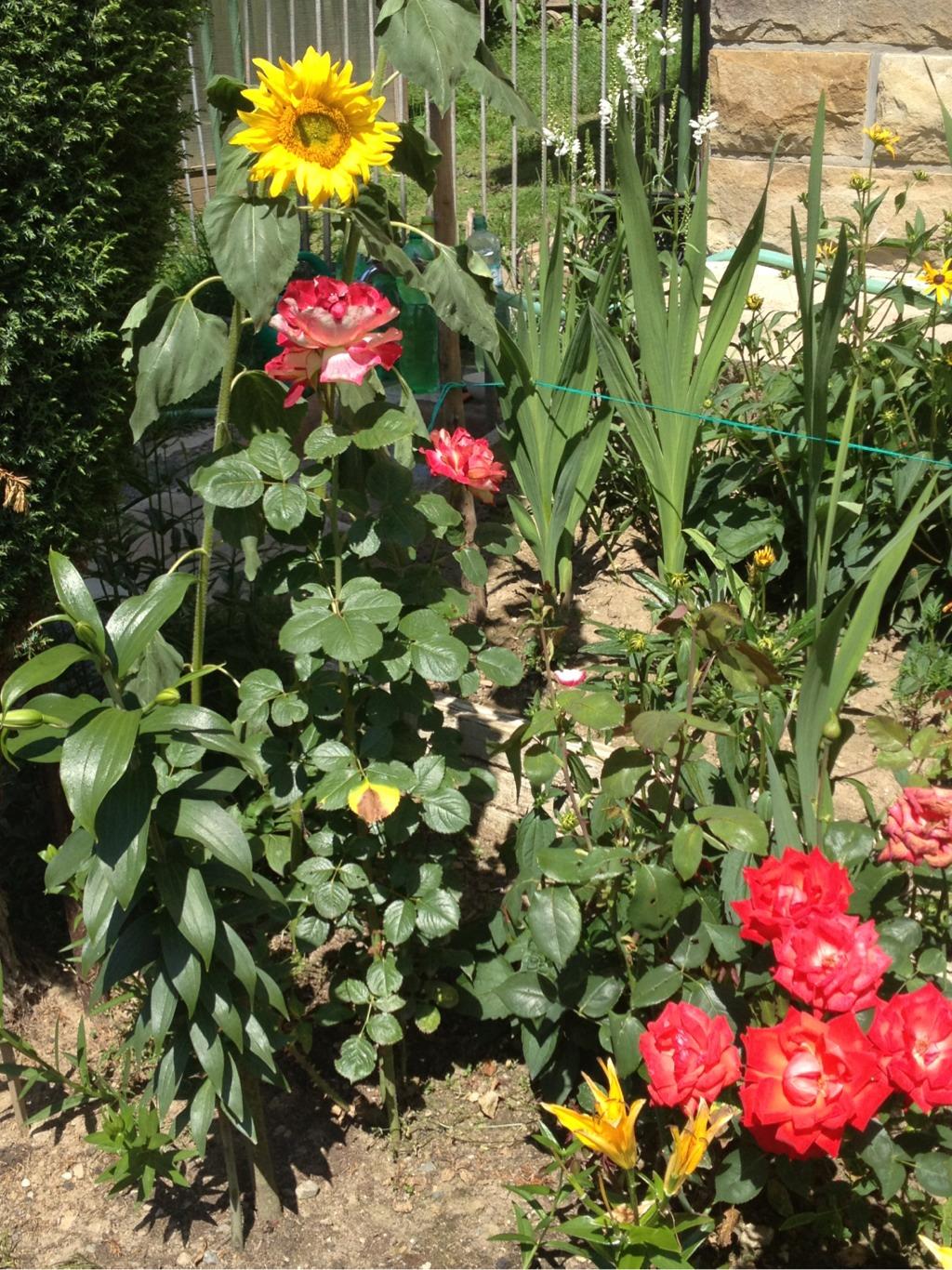 Horní Bečva - Opálený