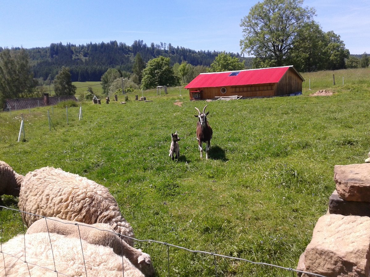 Březová u Broumova