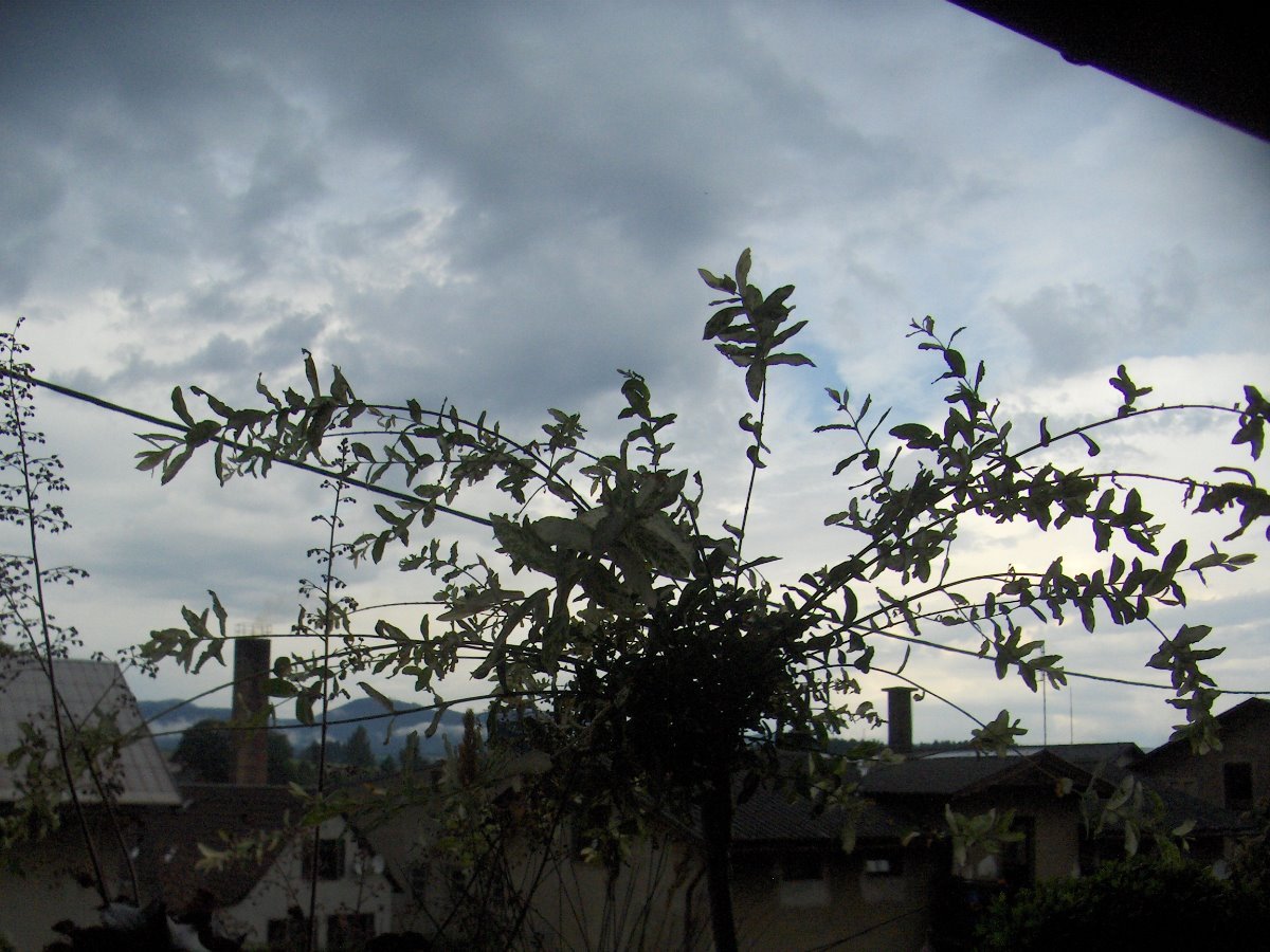 Březová u Broumova