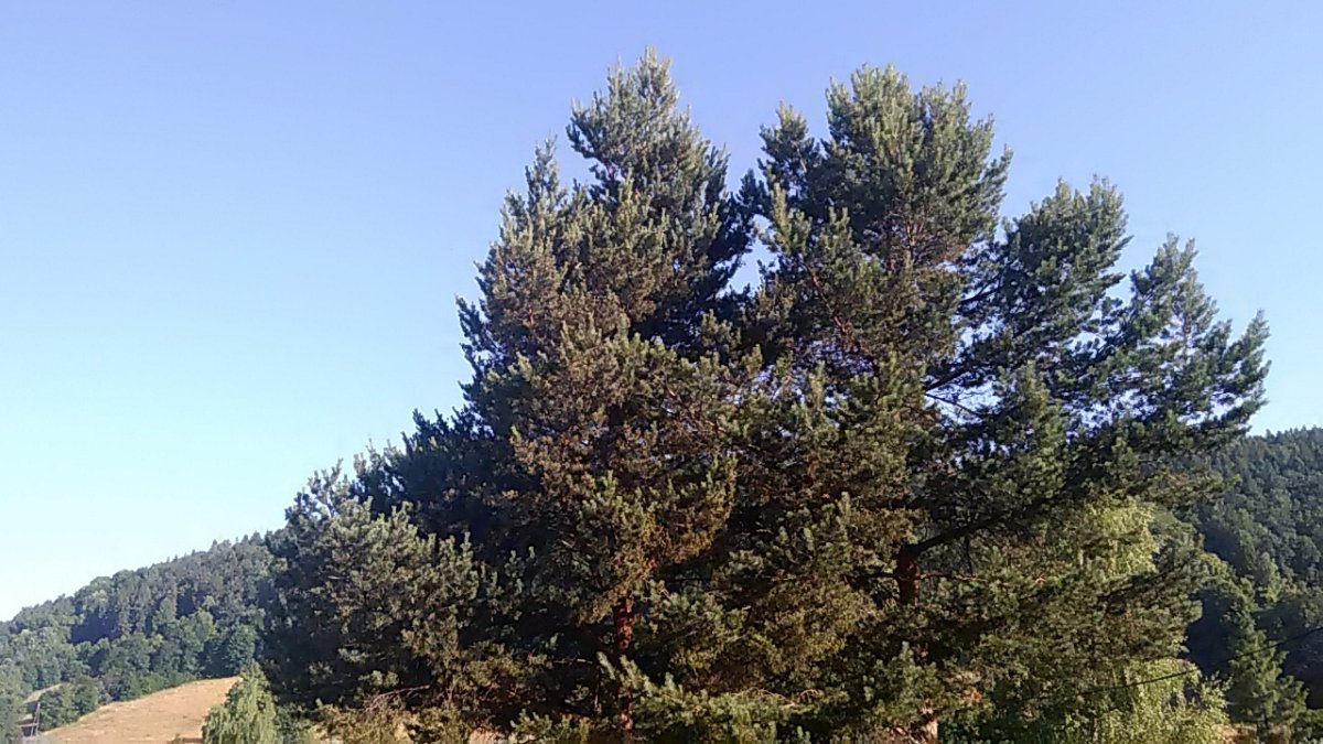 Holčovice okr. Bruntál