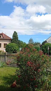 Třibřichy