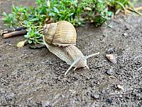 Hrnčiarovce nad Parnou