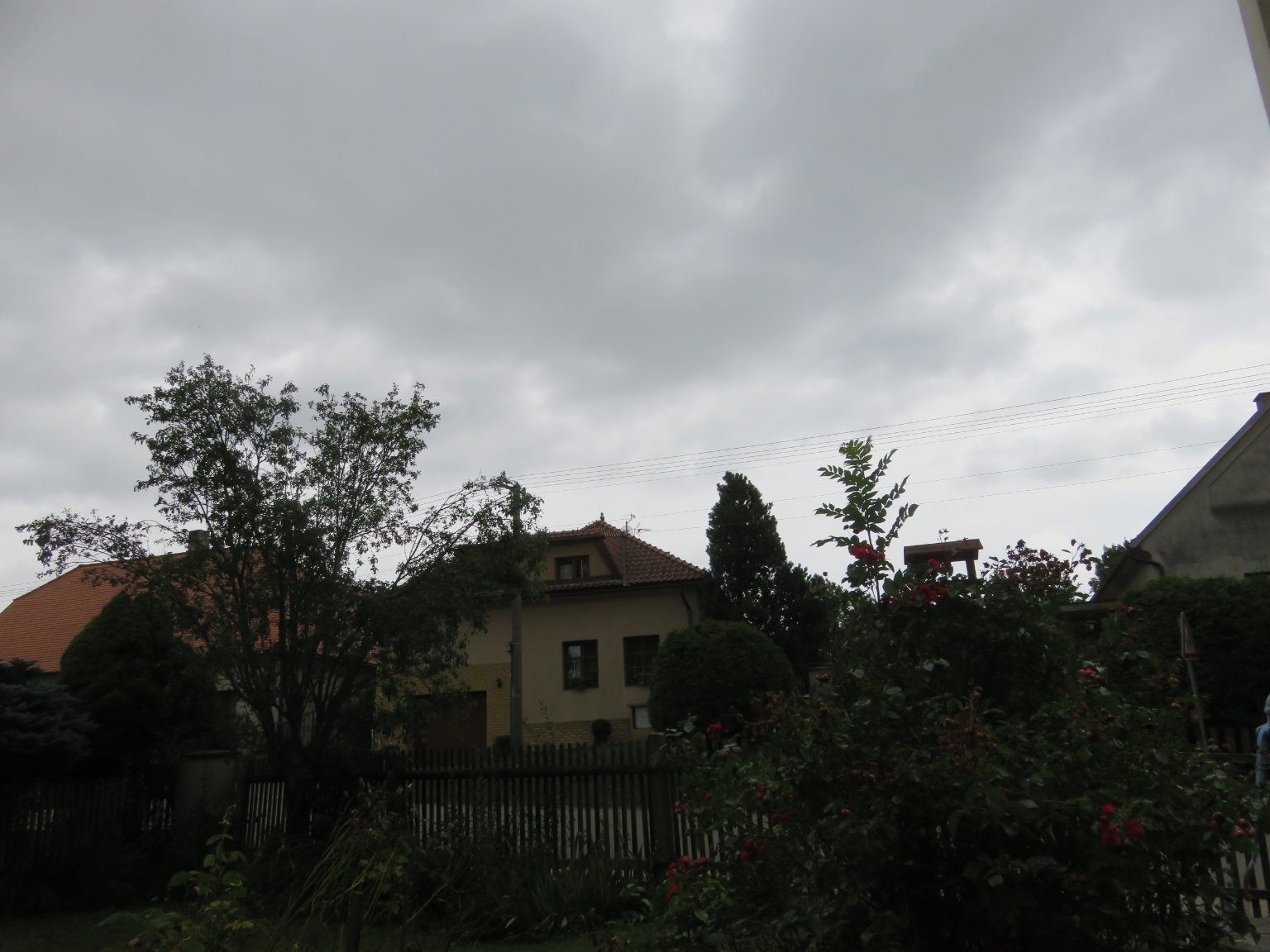 Třibřichy