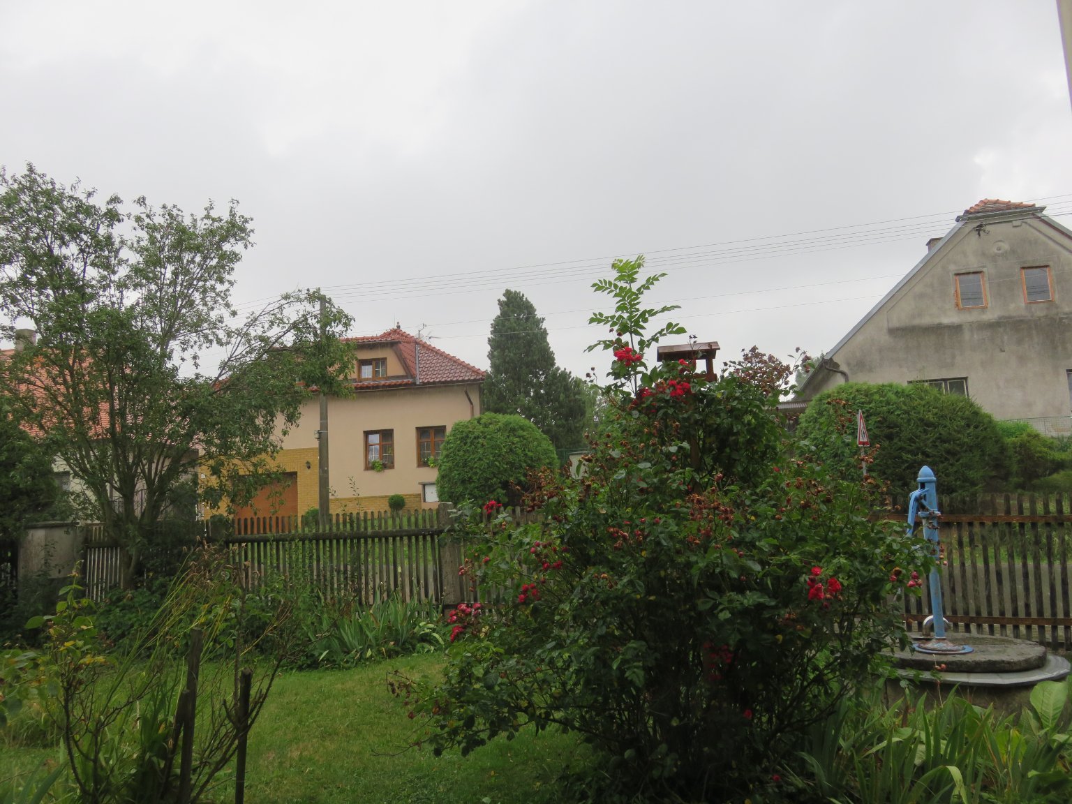 Třibřichy
