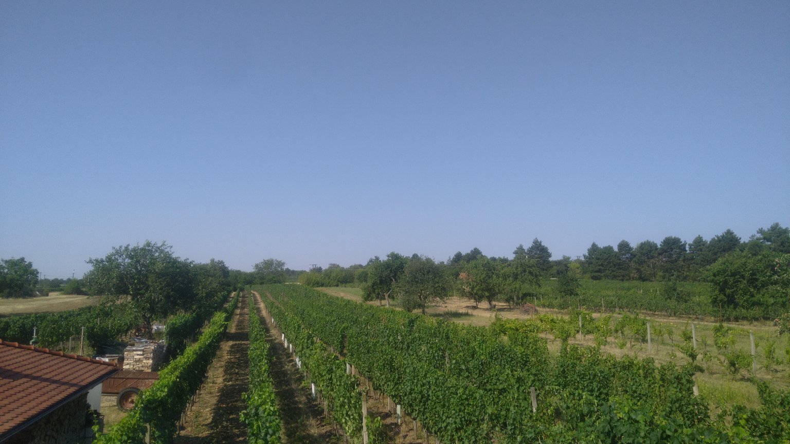 Mikulčice