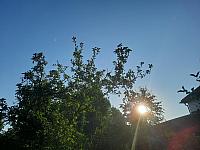 Olešná