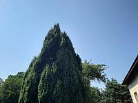 Olešná