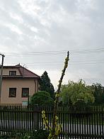 Třibřichy