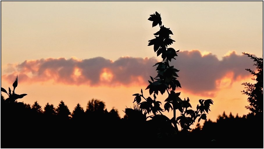 Olešnice na Moravě