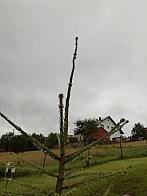 Skalité