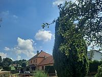 Olešná