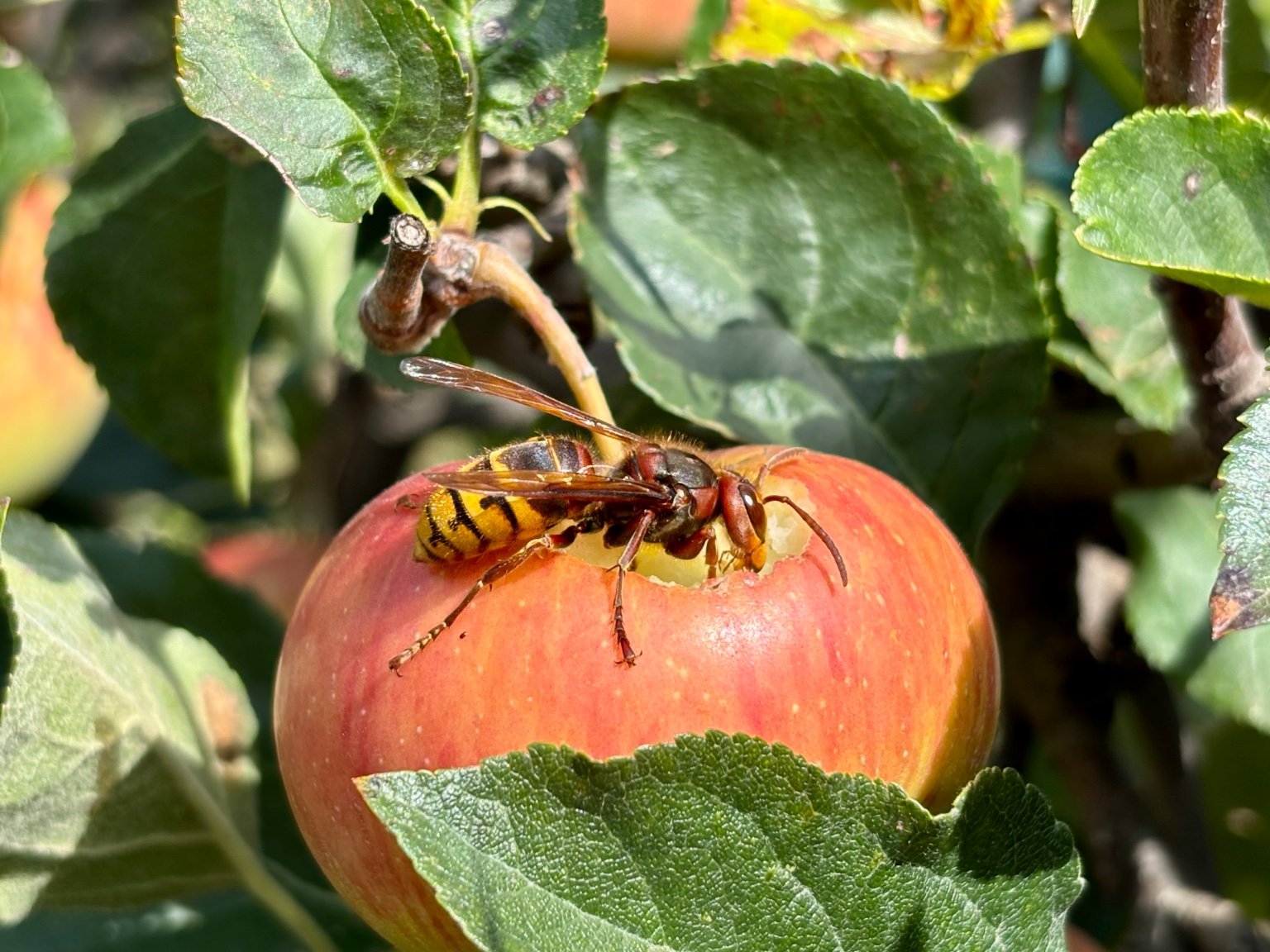 Hrnčiarovce nad Parnou