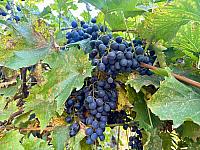 Hrnčiarovce nad Parnou