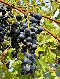 Hrnčiarovce nad Parnou