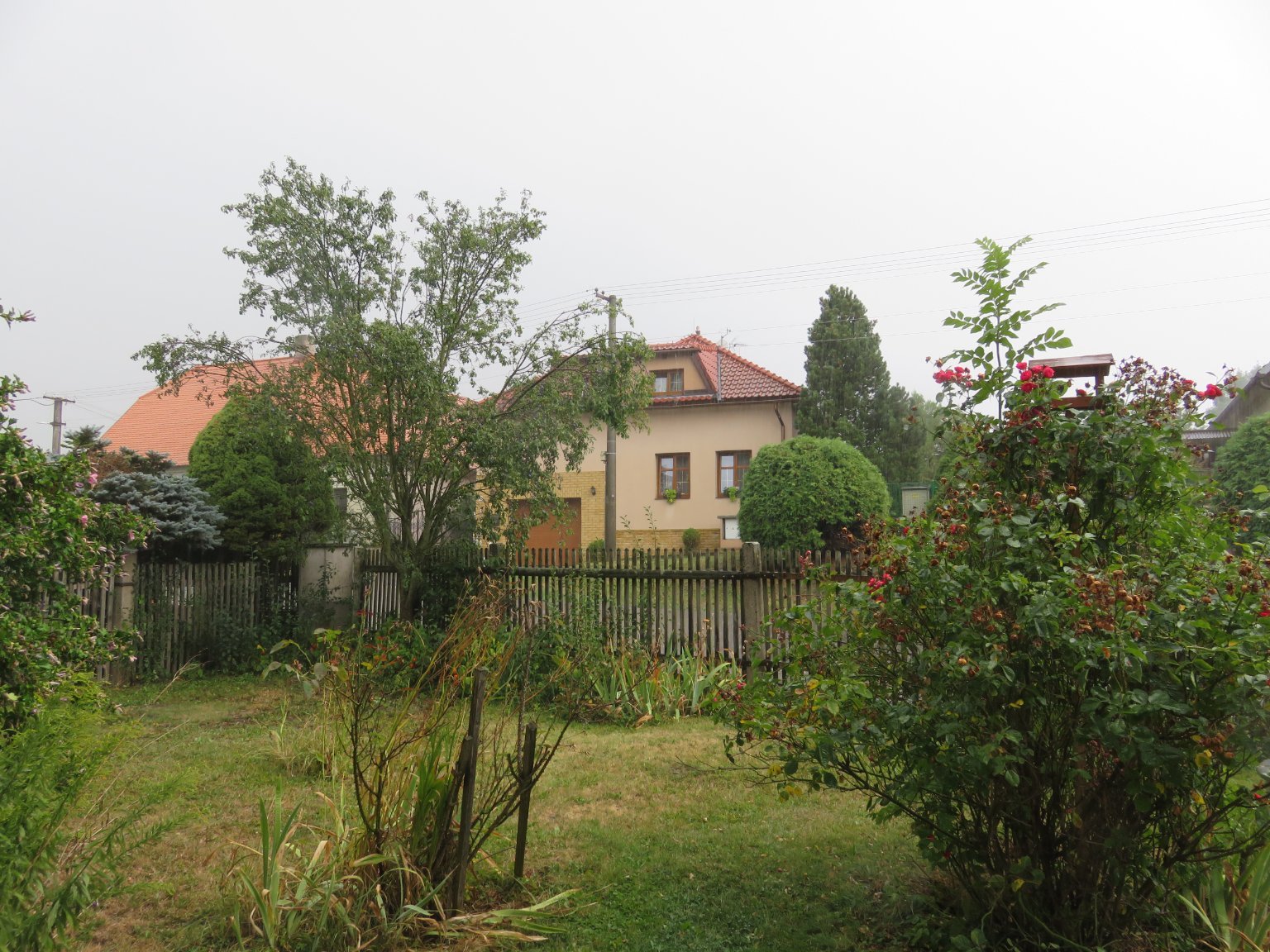 Třibřichy
