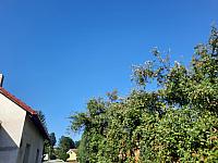 Olešná