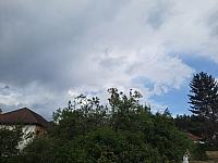 Olešná