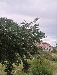 Třibřichy