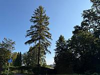 Český Těšín