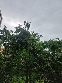 Třibřichy