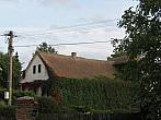 Třibřichy