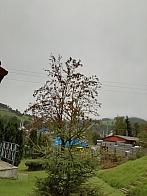 Skalité