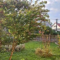 Třibřichy