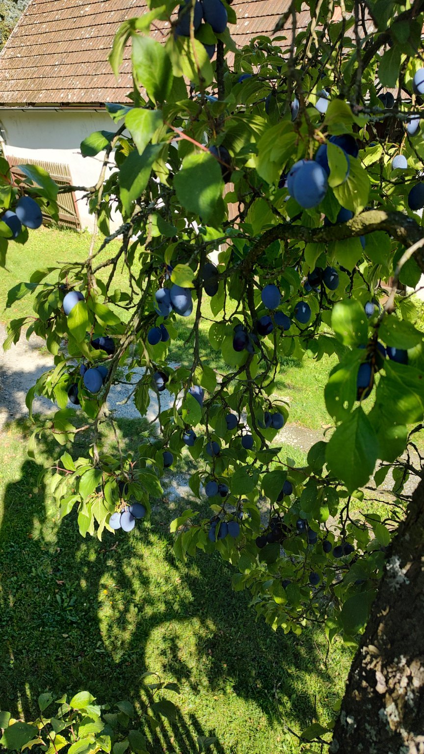 Radňov (Pelhřimov)