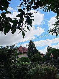 Třibřichy