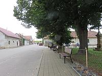 Třibřichy