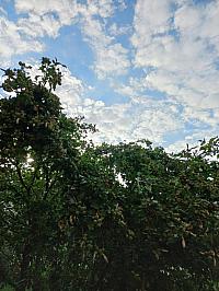 Třibřichy